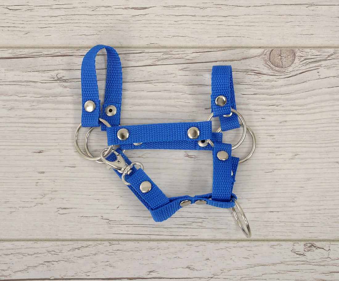Hobby Horse Halter - hästgrimma - slitstark polyester, lätt att stänga, storlek A4, blå