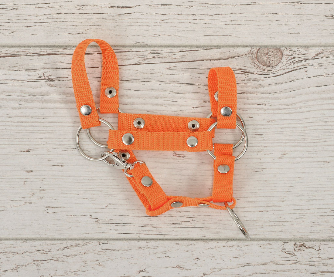 Klibbhästsgrimma - träns - starkt band, lätt och säkert att stänga, orange, storlek small